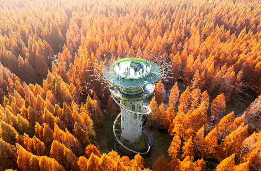 黃海森林公園萬畝水杉林進入最佳觀賞期